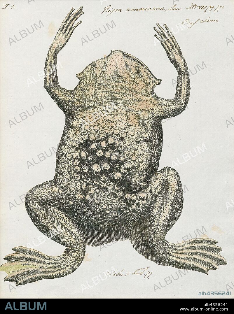 Pipa americana, Print, The common Suriname toad or star-fingered toad (Pipa pipa) is a species of frog in the family Pipidae found in Bolivia, Brazil, Colombia, Ecuador, French Guiana, Guyana, Peru, Suriname, Trinidad and Tobago, and Venezuela. In Spanish it is called aparo, rana comun de celdillas, rana tablacha, sapo chinelo, sapo chola, or sapo de celdas. In Portuguese, it is known as sapo pipa due to its shape, as "pipa" means kite. Its natural habitats are subtropical or tropical moist lowland forests, subtropical or tropical swamps, swamps, freshwater marshes, and intermittent freshwater marshes. It is threatened by habitat loss., 1700-1880.