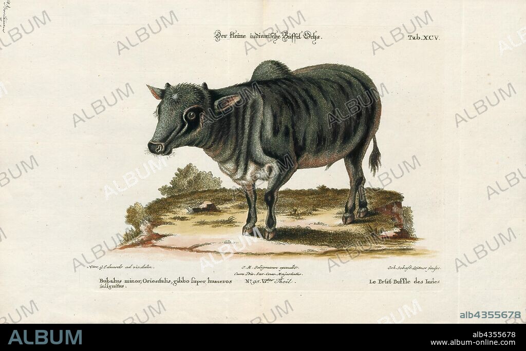 Bos indicus, Print, A zebu, sometimes known as indicine cattle or humped cattle, is a species or subspecies of domestic cattle originating in South Asia. Zebu are characterised by a fatty hump on their shoulders, a large dewlap, and sometimes drooping ears. They are well adapted to withstanding high temperatures, and are farmed throughout the tropical countries, both as pure zebu and as hybrids with taurine cattle, the other main type of domestic cattle. Zebu are used as draught and riding animals, dairy cattle, and beef cattle, as well as for byproducts such as hides and dung for fuel and manure. Zebu, namely miniature zebu, are kept as companion animals. In 1999, researchers at Texas A&M University successfully cloned a zebu., 1700-1880.