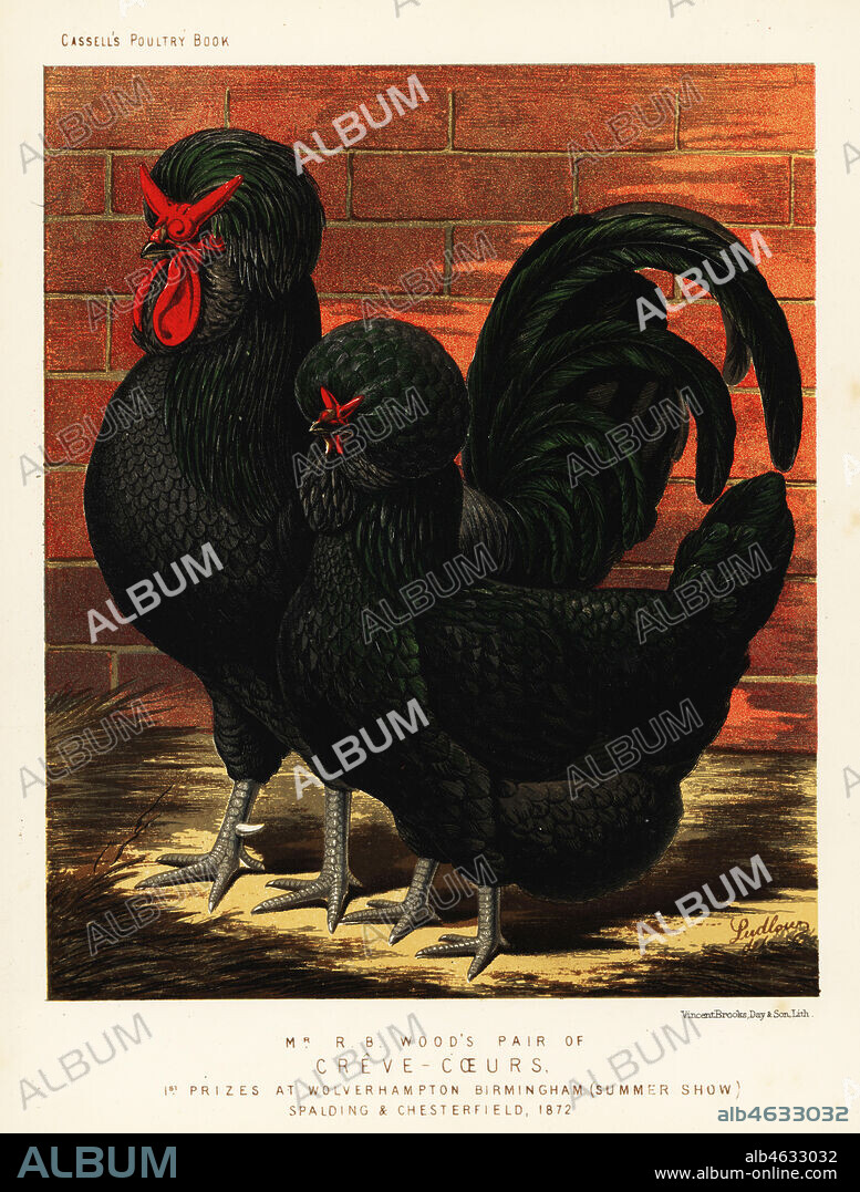 Creve-coeur or crevecoeur breed chickens, cock and hen, Gallus gallus domesticus. Endangered French breed from Crevecoeur-en-Auge, Normandy. Bred by R. B. Wood and winner of first prizes at Wolverhampton, Birmingham, Spalding and Chesterfield 1872.