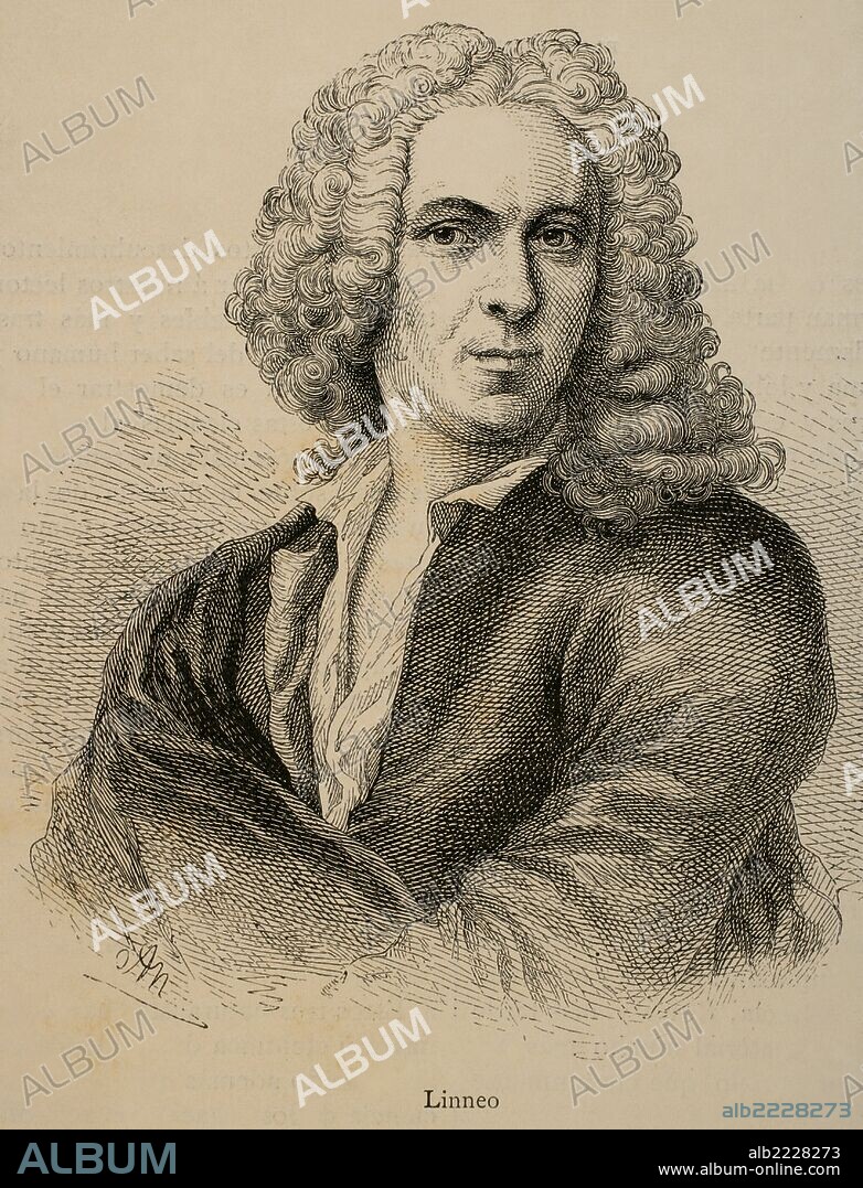 LINNEO, Carl von (Rashult, 1707-Uppsala, 1778), médico y botánico sueco. Estableció la nomenclatura por la que todo ser vivo esta designado por sus dos nombres latinos, el del género y el de la especie. En 1735 realizó una clasificación de las plantas. Grabado de G. Neumann. "Nuestro Siglo", 1883.