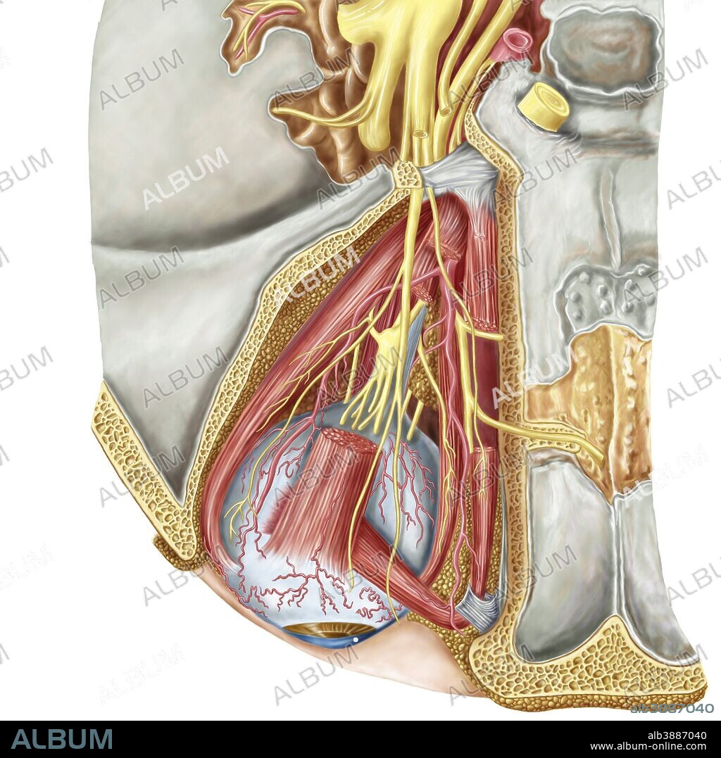 Orbital cut showing abducent nerve with ciliary ganglion and oculomotor nerve.