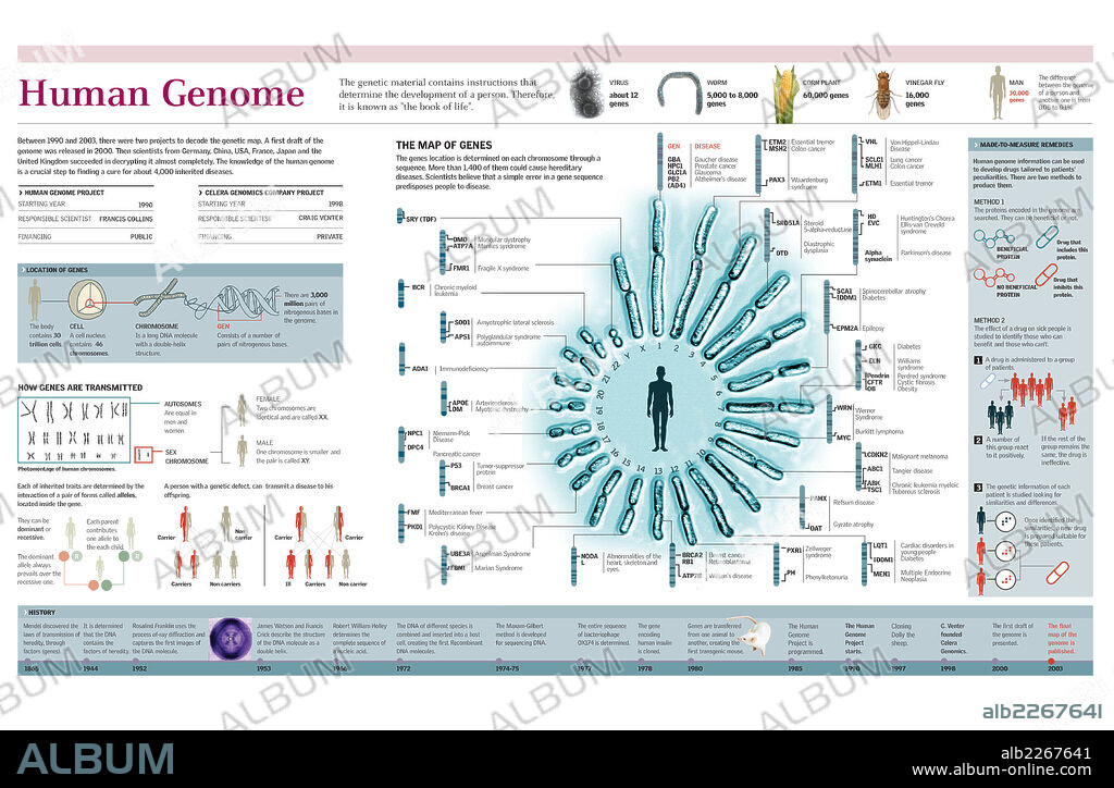 genoma humano. Infografía del mapa genético humano, su aplicación en medicina y transmisión de la herencia genética en humanos.
