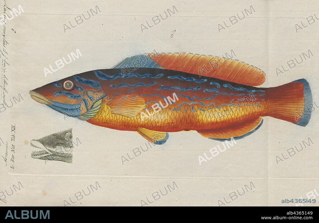 Labrus mixtus, Print, The cuckoo wrasse (Labrus mixtus) is a species of wrasse native to the eastern Atlantic Ocean from Norway to Senegal, including the Azores and Madeira. It is also found in the Mediterranean Sea. They can be found amongst the algae on rocky shores at depths from 2 to 200 m (6.6 to 656.2 ft), though mostly between 40 and 80 m (130 and 260 ft). This species is an important food fish for local populations and is also popular as a game fish. It is also a popular fish for display in public aquaria., 1806.
