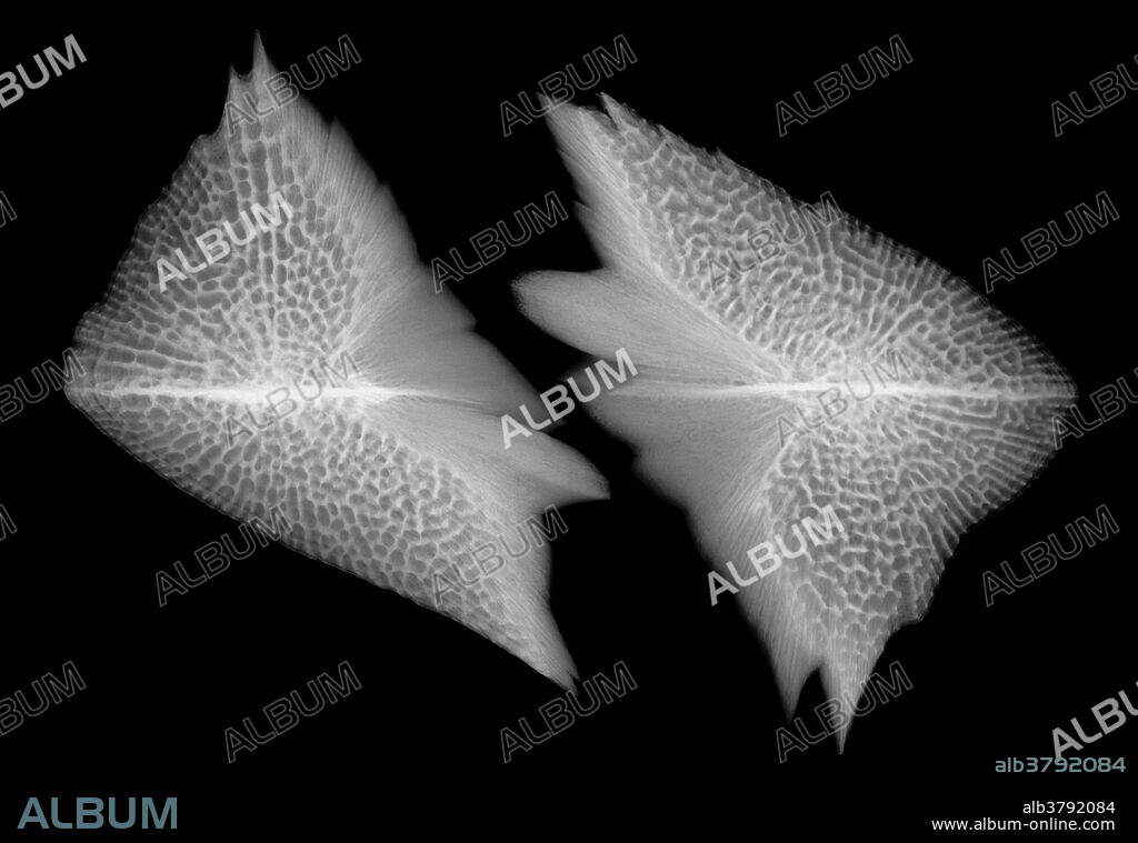 Colour-enhanced X-ray of scales of the critically endangered Atlantic, Common, or Sea Sturgeon (Acipenser sturio). The thick plates of the scales offer the fish protection from predators. These samples are from Quebec, Canada. The average size of a scale here is 5 cm.
