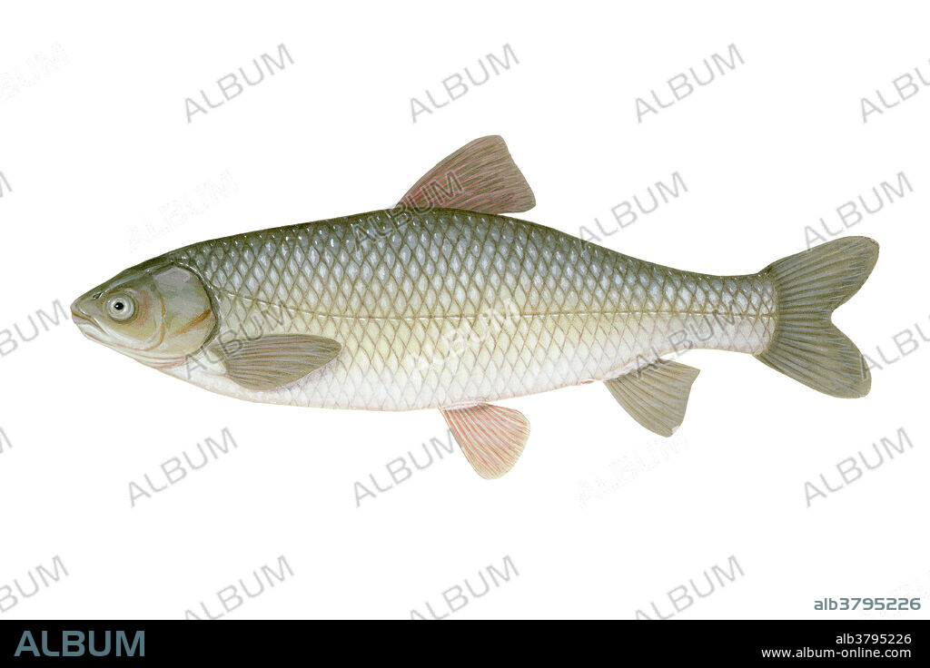 Grass Carp, (Ctenopharyngodon idella), is a freshwater, herbivorous fish.