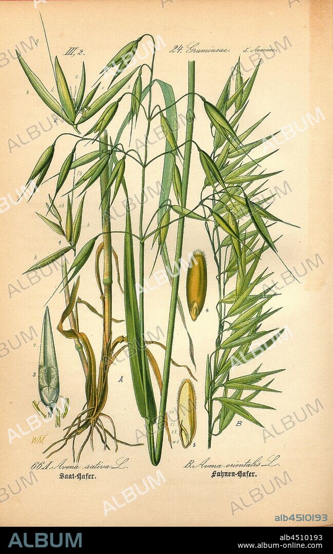 Seed Oats and Banner Oats, A: Avena sativa L. - Saat, panicles, B: Avena orientalis L. - flag-oat or flag-oat, Family: 24. Gramineae, 5. Aveneae - grasses, oat grasses, Signed: WM, Plate 66, after p. 146 (vol. 1), Müller, W., 1886, Otto Wilhelm Thomé: Prof. Dr. Thomé's Flora von Deutschland, Österreich und der Schweiz in Wort und Bild. Gera-Untermhaus: Verlag von Fr. Eugen Köhler, [1886].