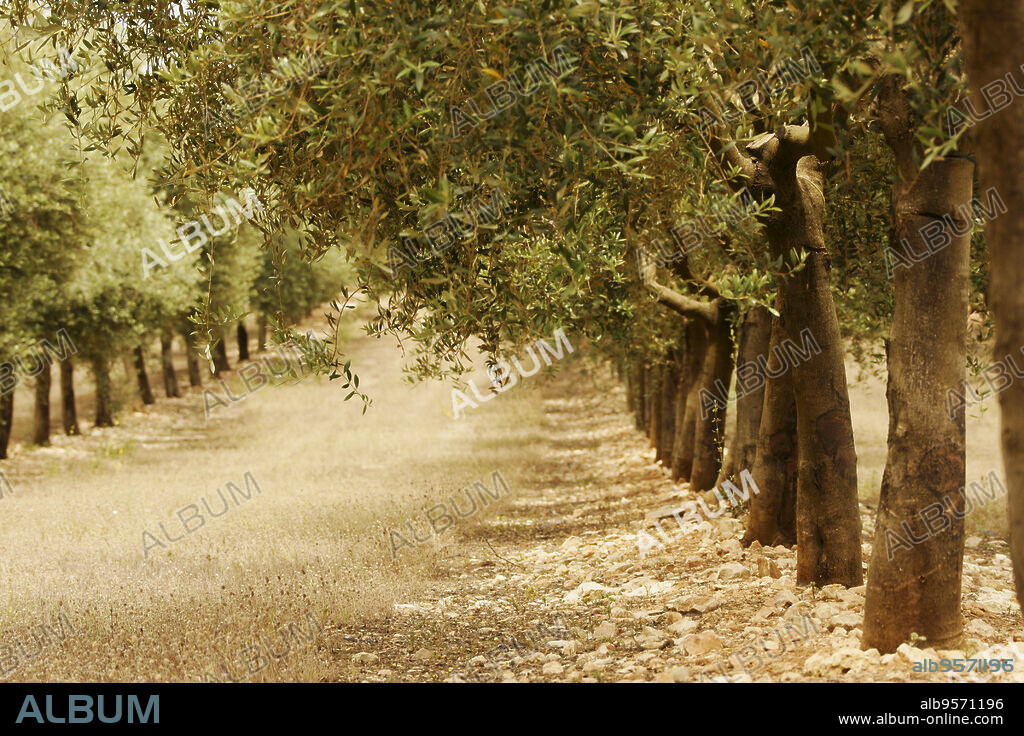 Olivares de Aubocasser.Manacor.Mallorca.Islas Baleares. España.