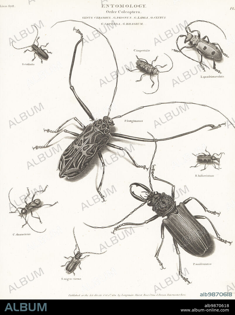 Cerambyx imperialis, Retrachydes thoracicus (Cerambyx thoracicus), harlequin beetle, Acrocinus longimanus (Prionus longimanus), Prionus unidentatus, longhorn beetle, Pachyta quadrimaculata (Lamia quadrimaculata), Rhytiphora vestigialis (Saperda collaris), Rhytiphora nigrovirens (S. nigro-virens), and two-banded longhorn beetle, Rhagium bifasciatum. Copperplate engraving by Thomas Milton from Abraham Rees' Cyclopedia or Universal Dictionary of Arts, Sciences and Literature, Longman, Hurst, Rees, Orme and Brown, Paternoster Row, London, October 1, 1811.