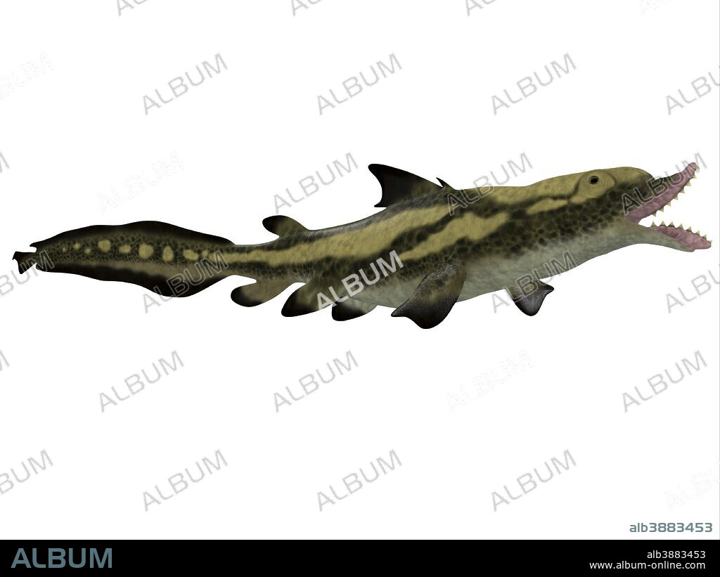 Edestus is a prehistoric shark that lived in the Carboniferous Period of England, Russia and North America.