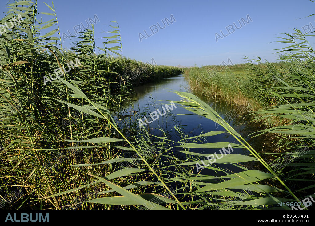 torrente de Muro, Parque natural s'Albufera de Mallorca, términos municipales de Muro y sa Pobla. Mallorca, balearic islands, spain, europe.