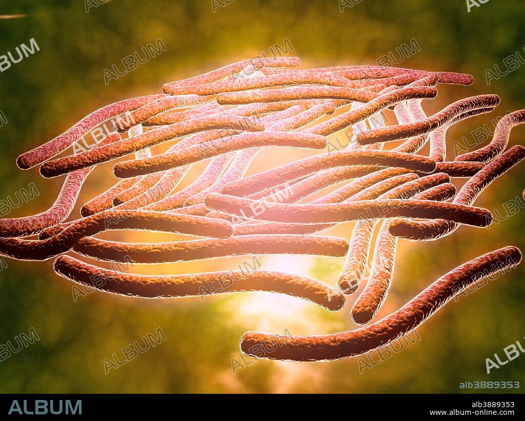 Microscopic view of Legionella pneumophila. Legionella pneumophila is a thin, aerobic, pleomorphic, flagellated, non-spore forming, gram-negative bacterium of the genus Legionella. Pneumophila is the primary human pathogenic bacterium in this group and is the causative agent of legionellosis or Legionnaires' disease.