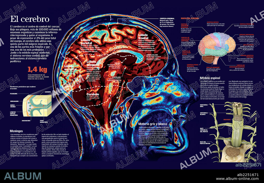 El cerebro. Infografía del cerebro humano: las capas que lo protegen, lo lóbulos en que se divide, la corteza que lo forma y su conexión con la médula espinal.