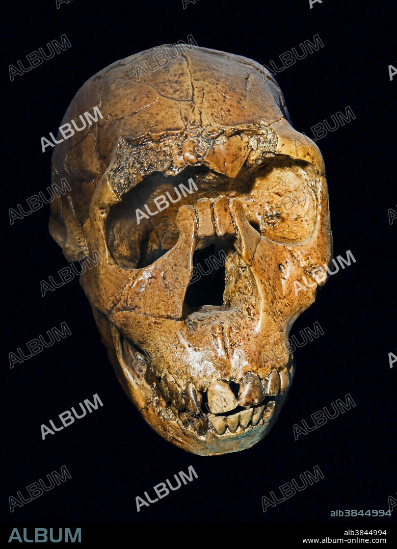 Homo ergaster skull. Nariokotome boy. Osteology Museum. Oklahoma City.