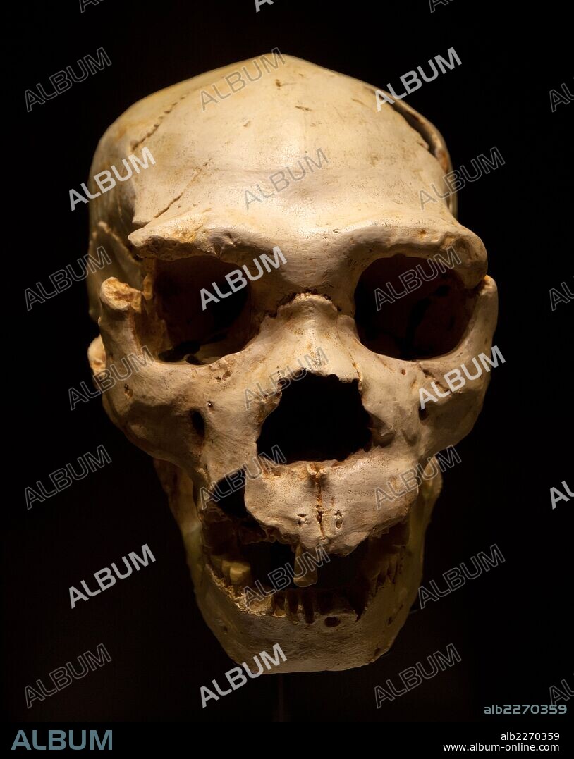 . *** Local Caption *** . MUSEO ARQUEOLOGICO NACIONAL. Cráneo reconstruido, procedente de los yacimientos arqueológicos de Atapuerca (Burgos), de unos 400.000 años de edad y único en el mundo tanto por su antigüedad como por ser el más completo del registro paleontológico,.
