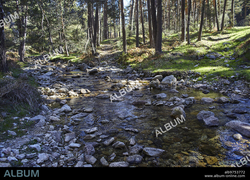 El Espinar (Segovia), 17/04/2023. Sierra de Guadarrama. Dehesa y garganta del río Moros. Monte de utilidad pública 144. Foto: Guillermo Navarro. ARCHDC.