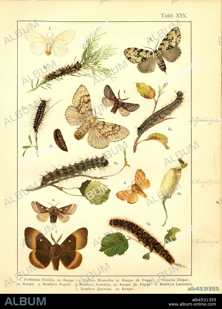 Butterflies, caterpillars and pupae in Central Europe 11, Porthesia Similis, Psilura Monacha, Ocneria Dispar, Bombyx Populi, Bombyx Neustria, Bombyx Lanestris, Bombyx Quercus, Plate XIX, after p. 80, Deuchert, Heinrich (del. ad. nat.); Slocombe, A. (del. ad nat.), 1893, Max Korb; Heinrich Deuchert; A. Slocombe: Die Schmetterlinge Mittel-Europas: Darstellung und Beschreibung der hauptsächlichen mitteleuropäischen Schmetterlinge nebst Anleitung, dieselben zu fangen oder zu züchten und eine Sammlung anzulegen. Nürnberg: Theo. Stroeser's Kunstverlag, [1893].