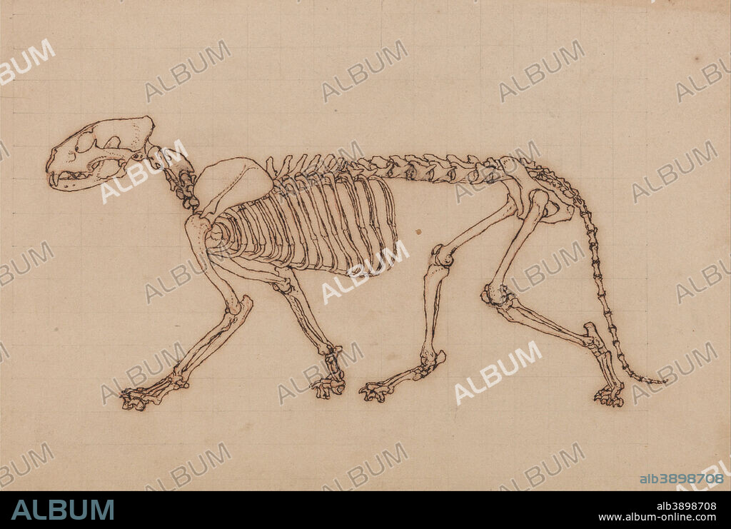 GEORGE STUBBS. A Comparative Anatomical Exposition of the Structure of the Human Body with that of a Tiger and a Common Fowl: Tiger Skeleton, Lateral View. Date/Period: 1795 to 1806. Drawing. Pen with iron gall ink, graphite, and red chalk on thin, slightly textured, cream wove paper squared in graphite for transfer; laid on cream, moderately thick, moderately textured, wove paper. Height: 279 mm (10.98 in); Width: 419 mm (16.49 in).