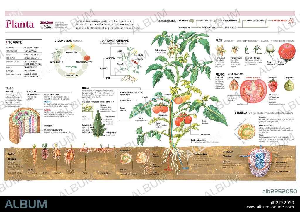 PLANTA. Infografía de las partes de una planta (tallo, hojas, flor, fruto y raíz), su clasificación y ciclo vital con detalle de la planta del tomate.