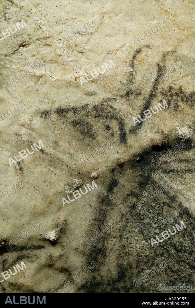 CUEVA DE SANTIMAMIÑE. PINTURAS. CONJUNTO DE ANIMALES CONTORNEADOS EN NEGRO. DETEALLES DEL BISONTE.  VIZCAYA, PAIS VASCO, ESPAÑA.