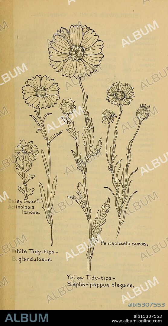 Field book of western wild flowers, New York, 1915, identification, west US, wildflowers, Margaret Neilson Armstrong, Margaret Neilson Armstrong, women in science, The illustration features various types of flowers, showcasing their unique characteristics. On the left, the 'Daisy Dwarf' is depicted, labeled as Actinolepis lanosa, known for its delicate form. Next to it, the 'White Tidy-tips,' or B. glandulosus, displays intricate petal details. Further along, the 'Yellow Tidy-tips,' identified as Blepharipappus elegans, features vibrant, slender flower heads. Lastly, Pentachaeta aurea stands out with its distinct floral arrangement. Each specimen is rendered with attention to botanical accuracy, highlighting the beauty and diversity of these flowering plants.
