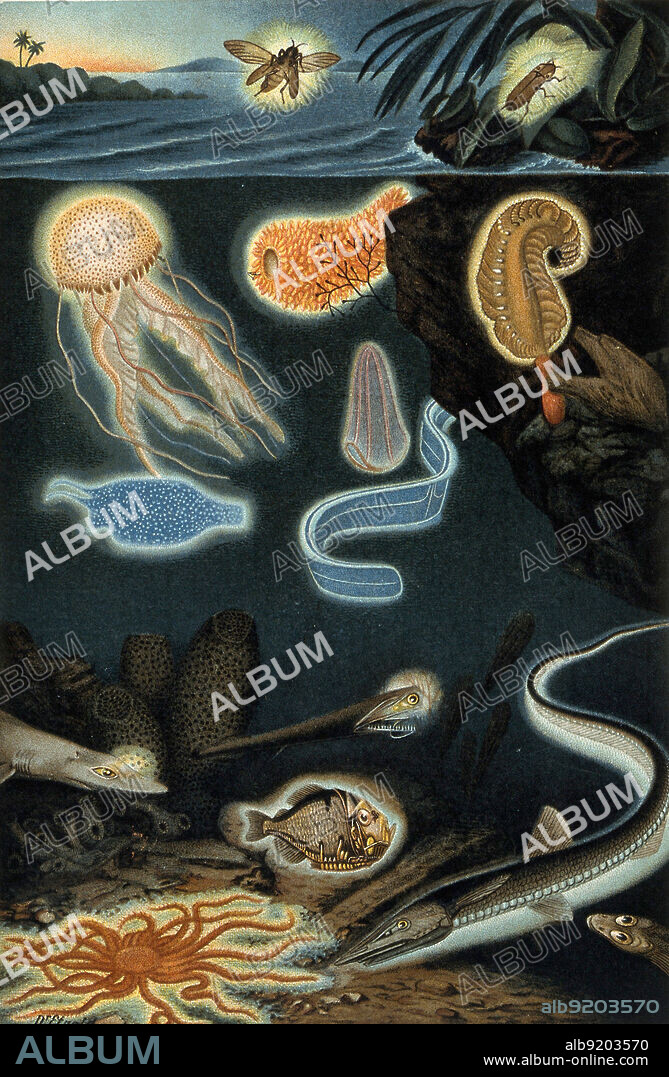 A variety of phosphorescent animals under and above water. Color line block after Dr. Etzold. 1. Firefly (Pyrophorus noctilucus). 2. Phosphorescent-Jelly fish (Pelagia noctiluca). 3. Pyrosoma elegans. 4. Pennatula phosphorea. 5. Beroe ovata. 6. Phosphorescent Sea-slug (Phyllirrhoe bucephalum). 7. Venus' Girdle (Cestus Veneris). 8. Phosphorescent Dogfish (Centrophorus chalceus). 9. Malacosteus niger. 10. Poly-ipnus spinosus. 11. Halosaurus macrochir. 12. Phosphorescent Starfish (Brisinga slogans).