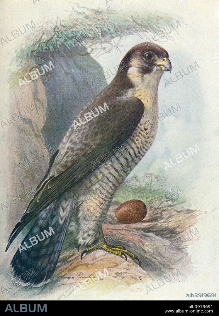 'Peregrine Falcon - Fal'co peregri'nus', c1910, (1910). From Britain's Birds and Their Nests, by A. Landsborough Thomson. [The Waverley Book Company, Limited, W. & R. Chambers, Limited, London & Edinburgh, 1910].