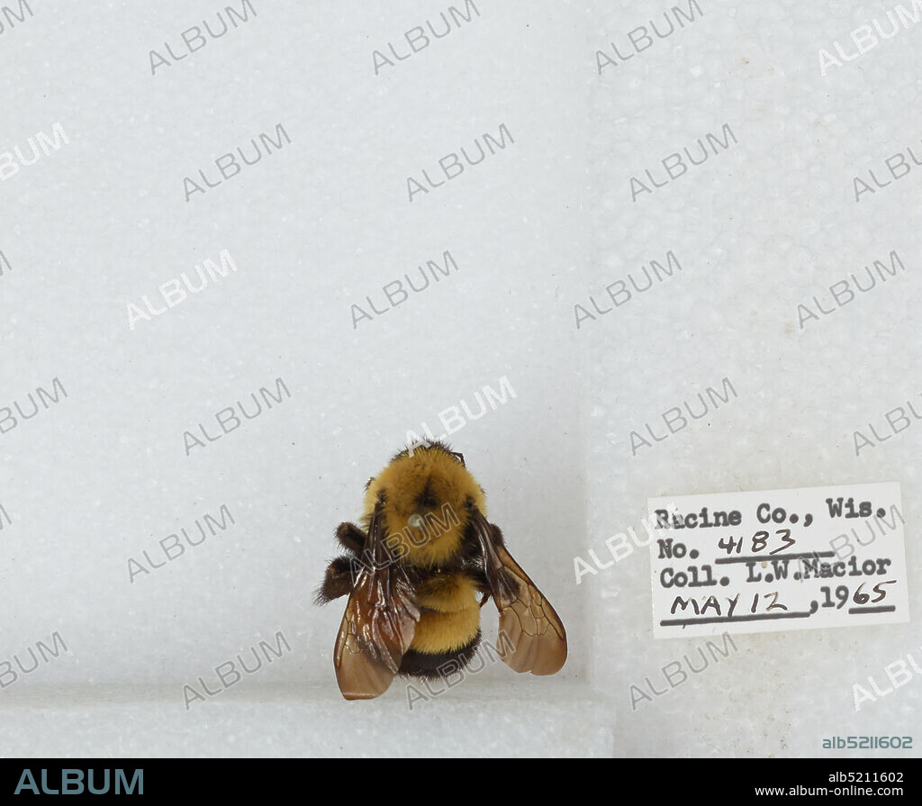 Racine, Wisconsin, United States, Bombus (Bombus) affinis Cresson, Animalia, Arthropoda, Insecta, Hymenoptera, Apidae, Apinae.