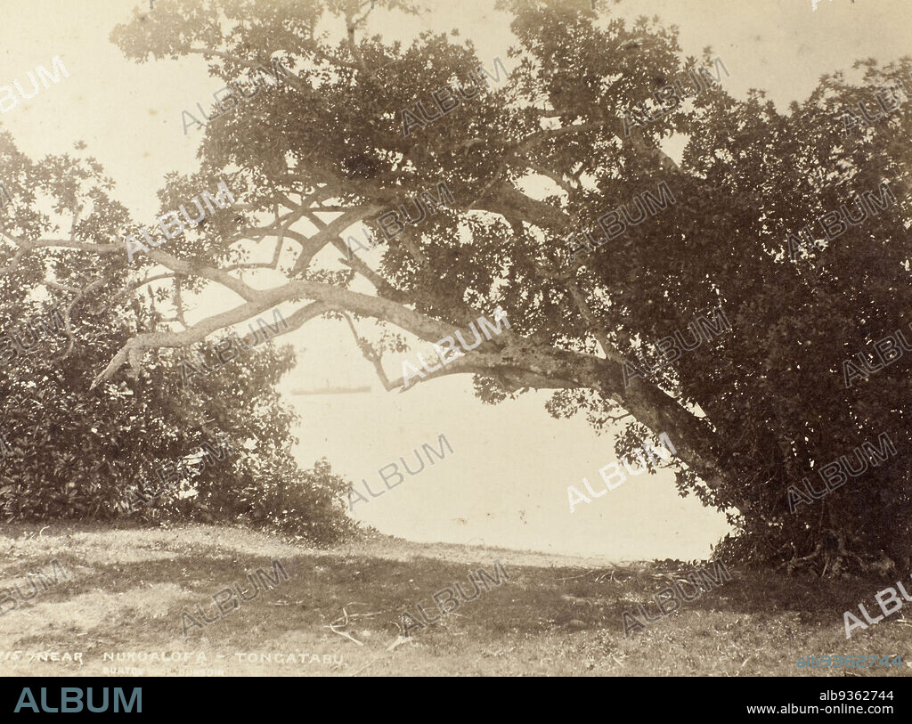 Near Nukualofa - Tongatabu [Nuku'alofa, Tongatapu]. From the album: Views of New Zealand Scenery, Burton Brothers studio, circa 1880, Tonga.