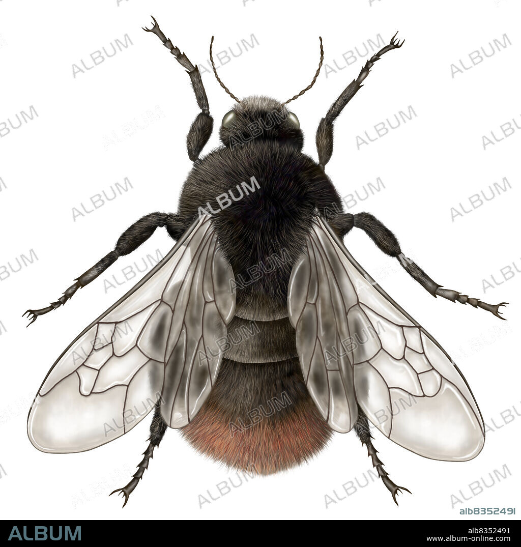 Plump hairy insect related to the bee; it lives in colonies and produces honey.