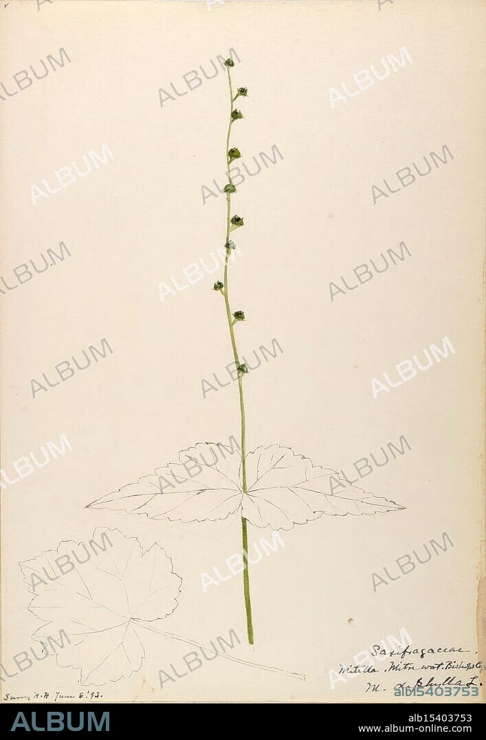 Water-color sketches of plants of North America and Europe, The illustration features a slender stem with small, delicate flowers budded along the top, showcasing a simple yet elegant arrangement. Below the stem, large, textured leaves fan outwards, adding contrast to the delicate upper portion. Tiny details highlight the natural contours and shapes of the leaves and buds. Handwritten notes alongside the plant provide additional context or scientific classification, indicating an interest in botanical documentation.