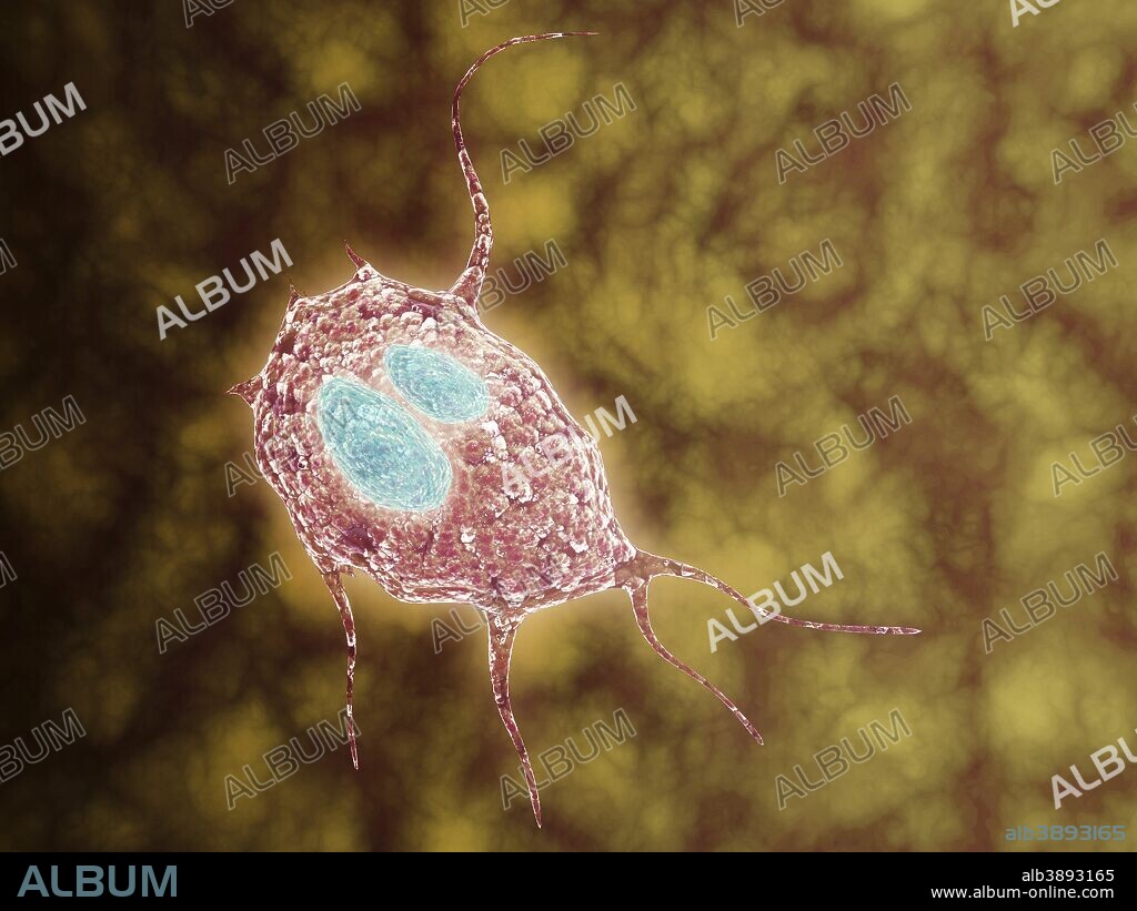 Microscopic view of Giardiasis, an infectious disease caused by a unicellular parasite known as Giardia lamblia.