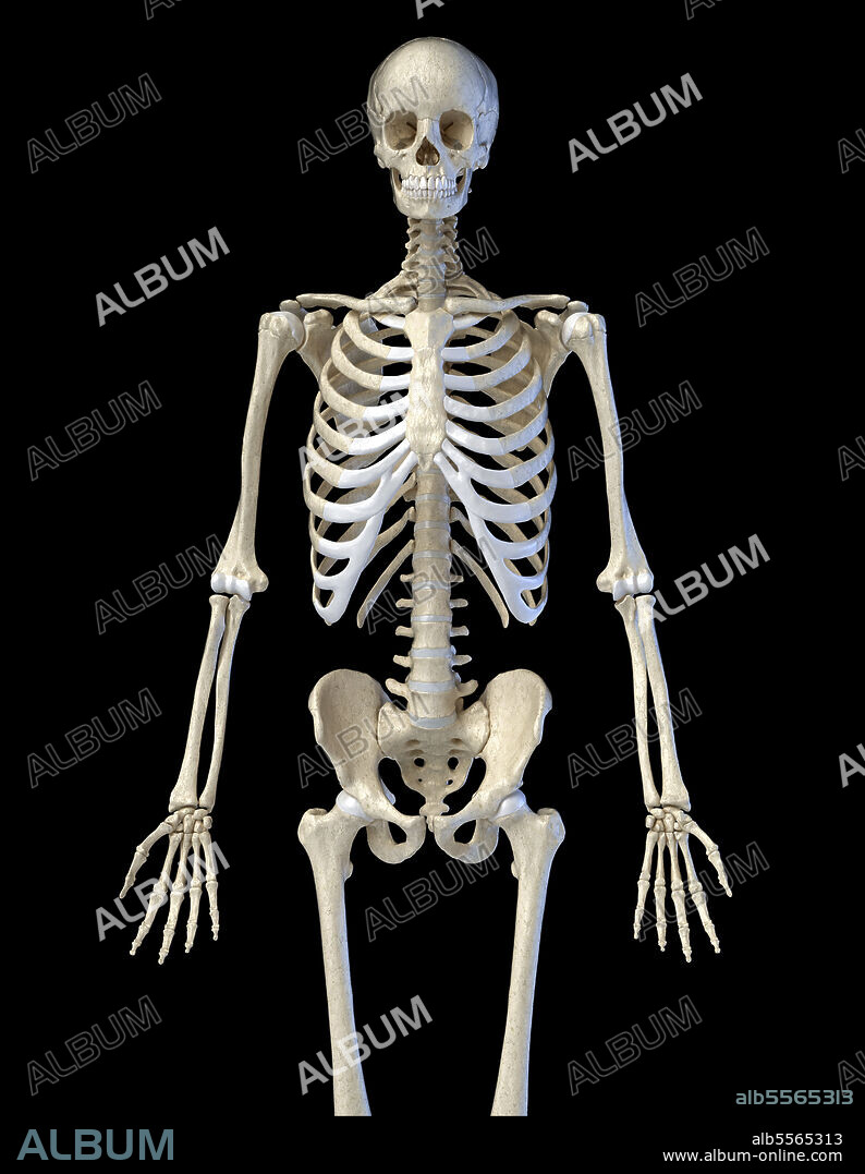 3D illustration of human skeletal system. Three quarter length upper body front view on black background.