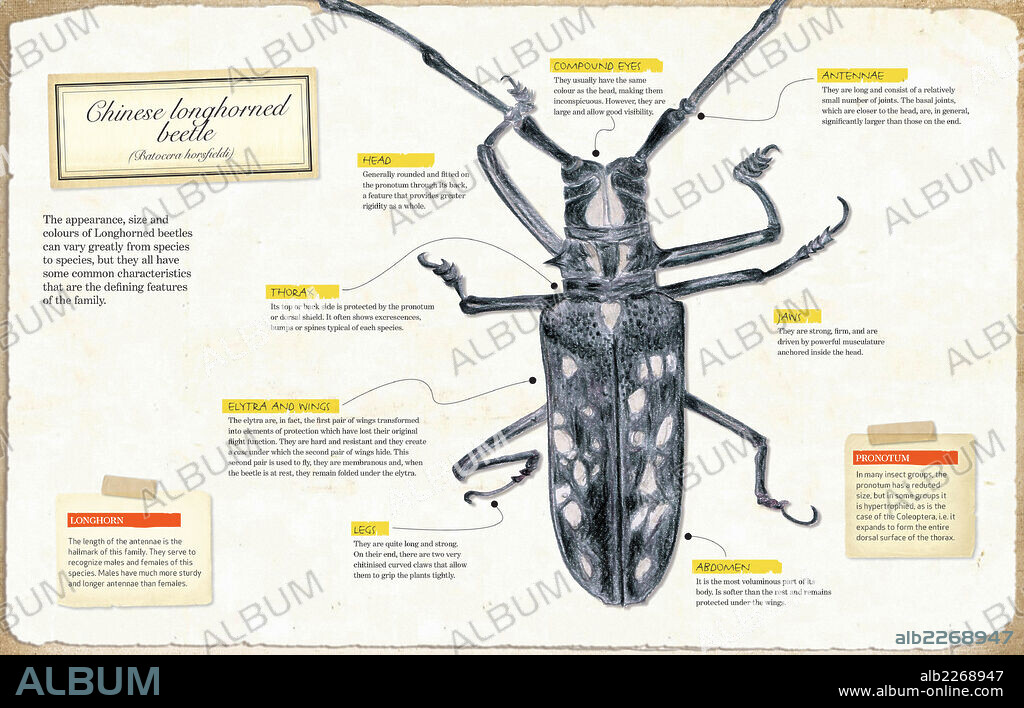 Escarabajo longicornio de China. Infografía de la anatomía del escarabajo longicornio de China (Batocera horsfieldi).