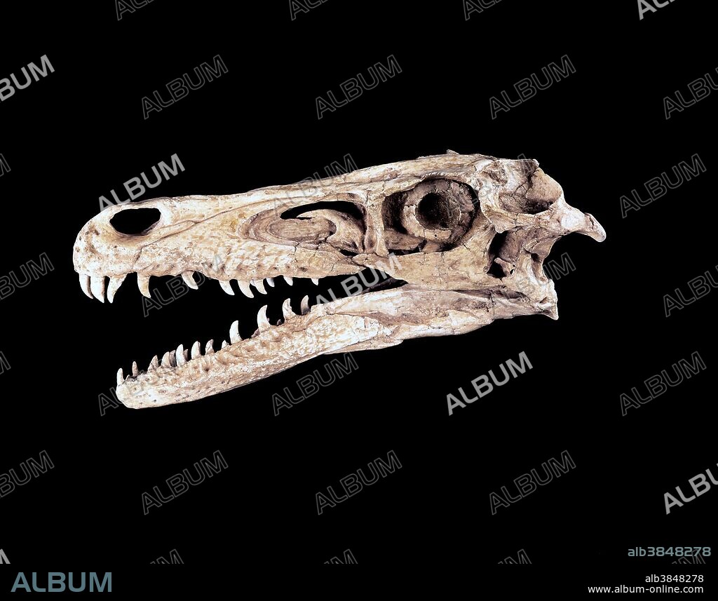 Skull of Velociraptor mongoliensis from the Late Cretaceous Djadochta Formation in Mongolia. The skull is 8.75 inches (22cm) in length. This specimen is courtesy of Gaston Design.
