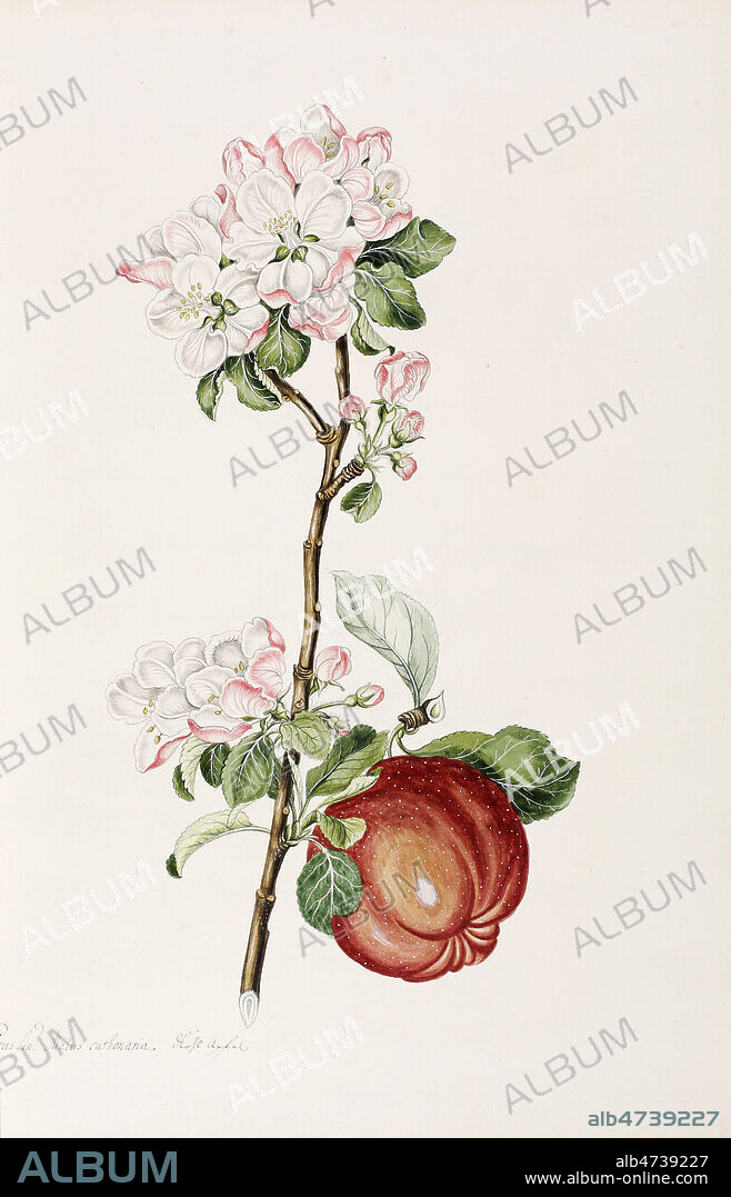 Pomme et branche de pommier. Planche Botanique tiree de l'ouvrage d'Andreas Friedrich HAPPE (1733-1802) 'Conspectus praecipuarum plantarum', edition originale de 1790-94 (18e, 18eme, XVIIIe s.) Credit : Collection privee, MIGNY/KHARBINE TAPABOR.