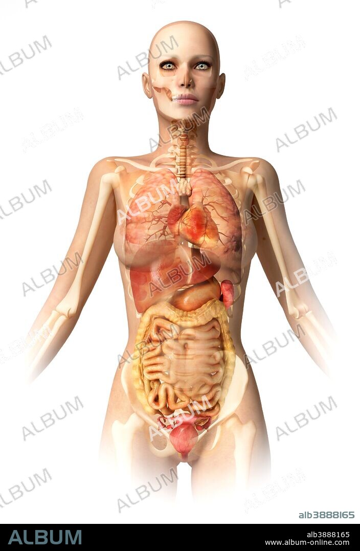 Anatomy of female body with bone skeleton and all internal organs superimposed.