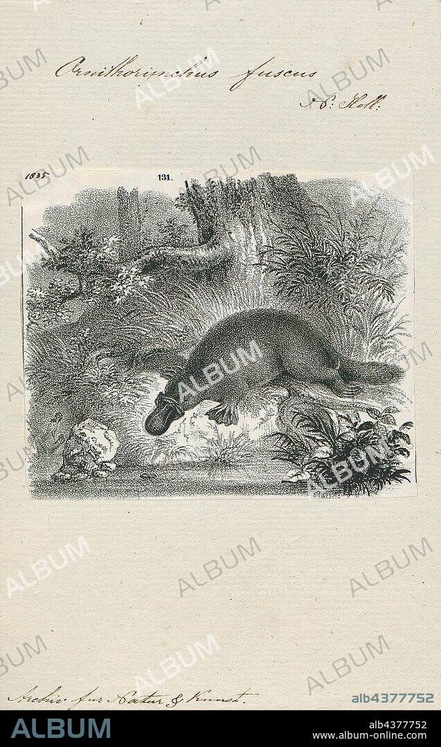 Ornithorhynchus fuscus, Print, The platypus (Ornithorhynchus anatinus), sometimes referred to as the duck-billed platypus, is a semiaquatic egg-laying mammal endemic to eastern Australia, including Tasmania. The platypus is the sole living representative of its family (Ornithorhynchidae) and genus (Ornithorhynchus), though a number of related species appear in the fossil record., 1700-1880.