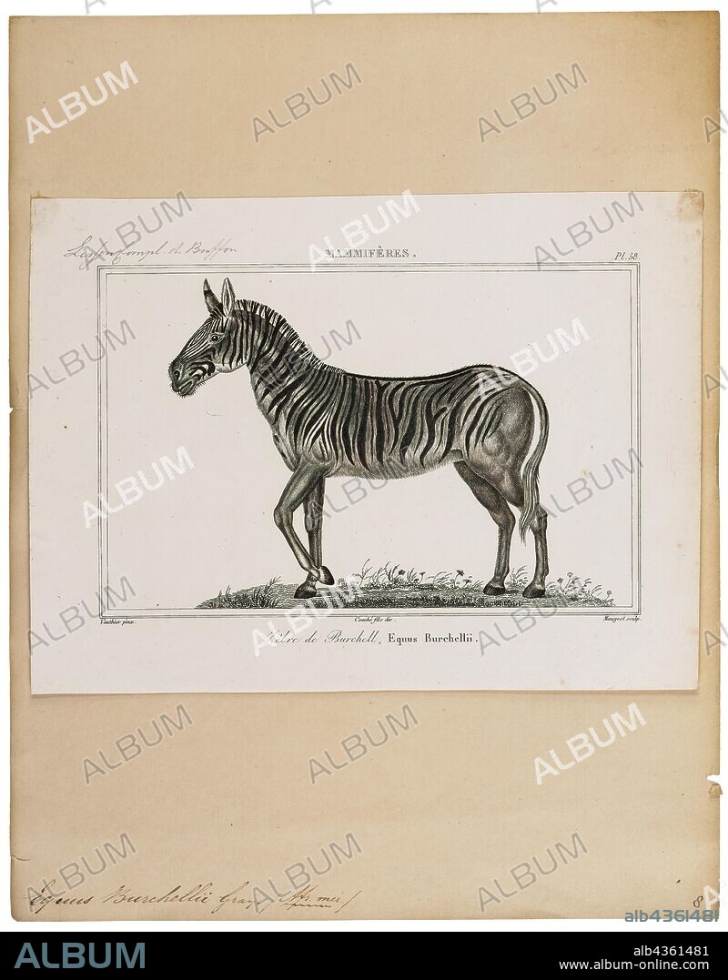 Equus burchellii, Print, Burchell's zebra (Equus quagga burchellii) is a southern subspecies of the plains zebra. It is named after the British explorer and naturalist William John Burchell. Common names include the bontequagga, Damaraland zebra, and Zululand zebra (Gray, 1824). Burchell's zebra is the only subspecies of zebra which may be legally farmed for human consumption., 1700-1880.