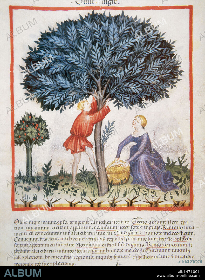 TACUINUM SANITATIS. Manual medieval de salud, fechado antes del año 1400, basado en observaciones de orden medicinal que detalla los aspectos más importantes de los alimentos, bebidas y vestuario. "AGRICULTORES RECOLECTANDO ACEITUNAS". Miniatura. Folio 16v.