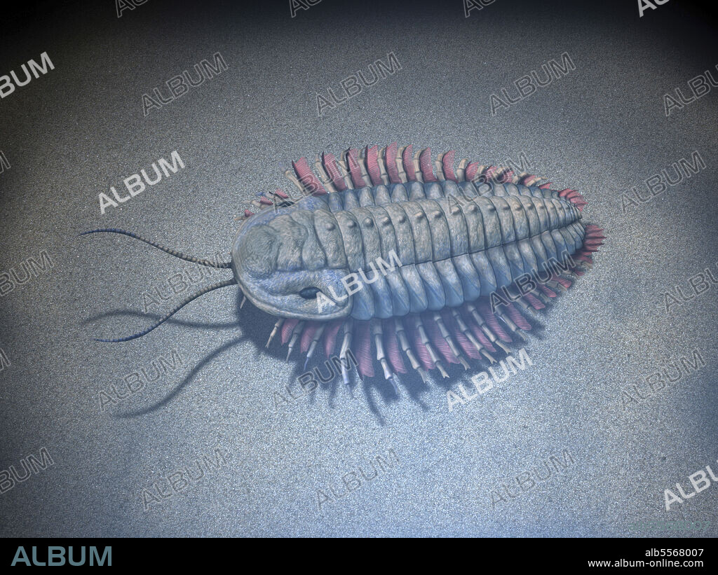 Triarthrus eatoni, Trilobite, Late Ordovician of North America.