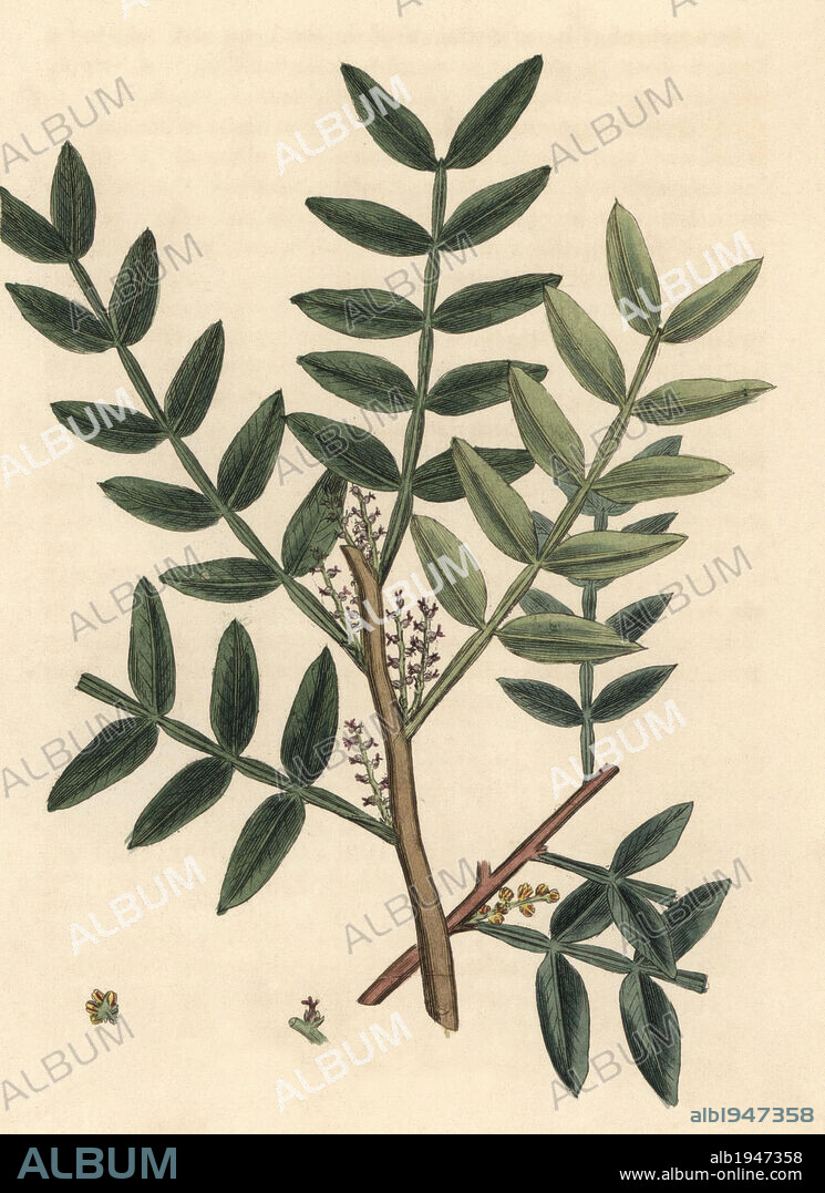 Mastic tree, Pistacia lentiscus. Handcoloured copperplate engraving from a botanical illustration by James Sowerby from William Woodville and Sir William Jackson Hooker's "Medical Botany," John Bohn, London, 1832. The tireless Sowerby (1757-1822) drew over 2, 500 plants for Smith's mammoth "English Botany" (1790-1814) and 440 mushrooms for "Coloured Figures of English Fungi " (1797) among many other works.
