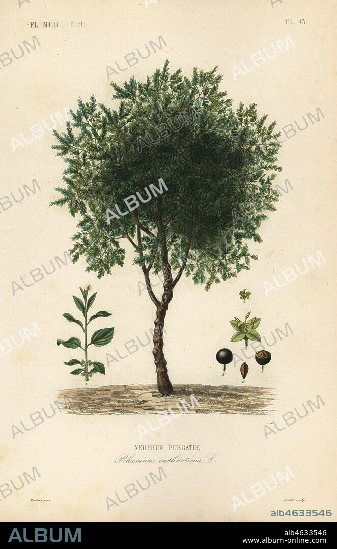 Purging buckthorn tree, Rhamnus cathartica, Rhamnus catharticus, Nerprun purgatif. Handcoloured steel engraving by Oudet after a botanical illustration by Edouard Maubert from Pierre Oscar Reveil, A. Dupuis, Fr. Gerard and Francois Herincqs La Regne Vegetal: Flore Medicale, L. Guerin, Paris, 1864-1871.