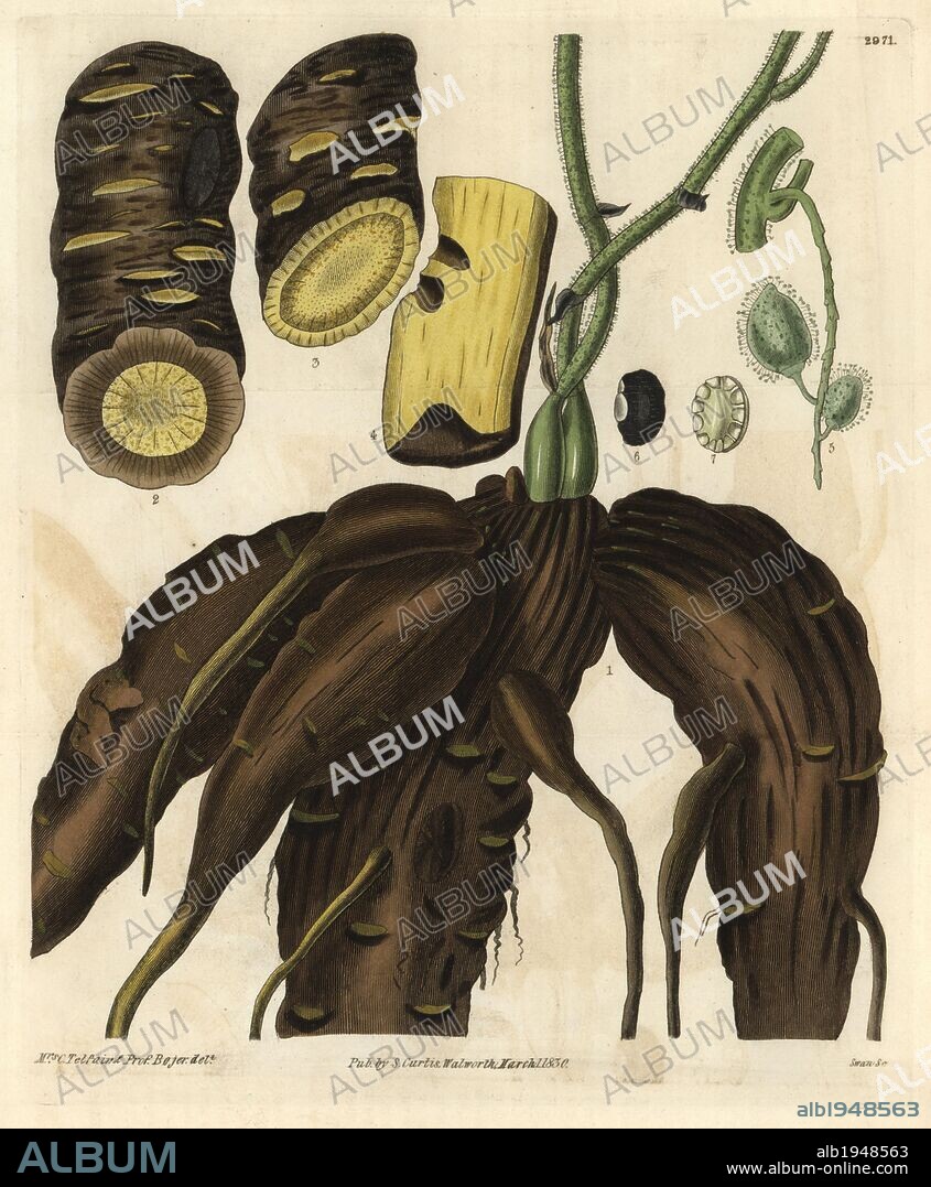 Root of the columbo or calumba plant, Cocculus palmatus. Illustration drawn by Mrs. C. Telfair and Professor Bojer, engraved by Swan. Handcolored copperplate engraving from William Curtis's "The Botanical Magazine," Samuel Curtis, 1830. Hooker (1785-1865) was an English botanist, writer and artist. He was Regius Professor of Botany at Glasgow University, and editor of Curtis' "Botanical Magazine" from 1827 to 1865. In 1841, he was appointed director of the Royal Botanic Gardens at Kew, and was succeeded by his son Joseph Dalton. Hooker documented the fern and orchid crazes that shook England in the mid-19th century in books such as "Species Filicum" (1846) and "A Century of Orchidaceous Plants" (1849). A gifted botanical artist himself, he wrote and illustrated "Flora Exotica" (1823) and several volumes of the "Botanical Magazine" after 1827.