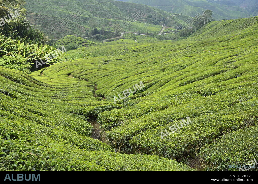 Tea Plantation, Cameron Highlands, Perak, Malaysia, Southeast Asia, Asia.