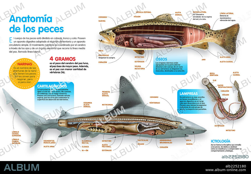 Anatomía de los peces. Infografía donde se presenta la anatomía los peces óseos, los peces cartilaginosos y las lampreas.