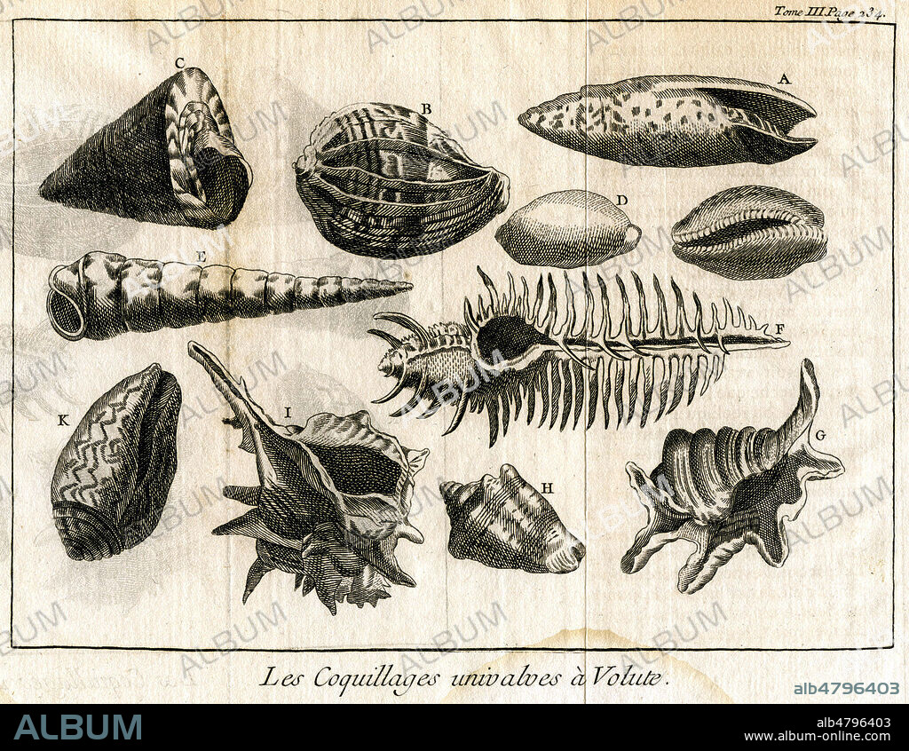 Les coquillages univalves a volute. Illustration anonyme de 1780 pour Le Spectacle de la Nature, en 1780. Credit : Collection Kh+Jo/KHARBINE-TAPABOR.