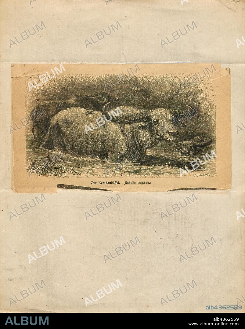 Bubalis kerabau, Print, The hartebeest (Alcelaphus buselaphus), also known as kongoni, is an African antelope. Eight subspecies have been described, including two sometimes considered to be independent species. A large antelope, the hartebeest stands just over 1 m (3.3 ft) at the shoulder, and has a typical head-and-body length of 200 to 250 cm (79 to 98 in). The weight ranges from 100 to 200 kg (220 to 440 lb). It has a particularly elongated forehead and oddly shaped horns, short neck, and pointed ears. Its legs, which often have black markings, are unusually long. The coat is generally short and shiny. Coat colour varies by the subspecies, from the sandy brown of the western hartebeest to the chocolate brown of the Swayne's hartebeest. Both sexes of all subspecies have horns, with those of females being more slender. Horns can reach lengths of 45–70 cm (18–28 in). Apart from its long face, the large chest and the sharply sloping back differentiate the hartebeest from other antelopes., 1700-1880.
