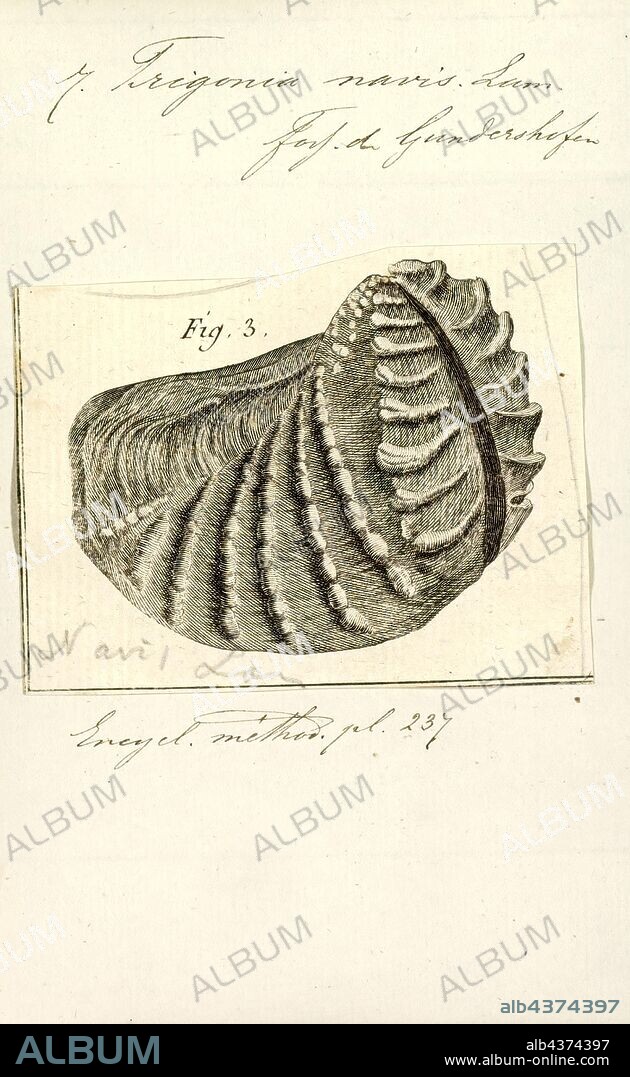 Trigonia navis, Print, Diagram of Trigonia costata James Parkinson, showing main morphological features of the shell exterior;a) Anterior; p) Posterior; d) Dorsal; v) Ventral; F) Flank; A) Area; c) Costae; mc) Marginal CarinaTrigonia costata ranges from the Lower Jurassic (Toarcian) to Middle Jurassic (Callovian).. Trigonia is an extinct genus of saltwater clams, fossil marine bivalve mollusk in the family Trigoniidae. The fossil range of the genus spans the Paleozoic, Mesozoic and Paleocene of the Cenozoic, from 298 to 56 Ma.