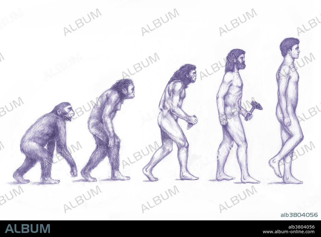 Human evolution. Artwork of the evolution of hominids (male) from our distant ancestors to present day humans (Homo sapiens).