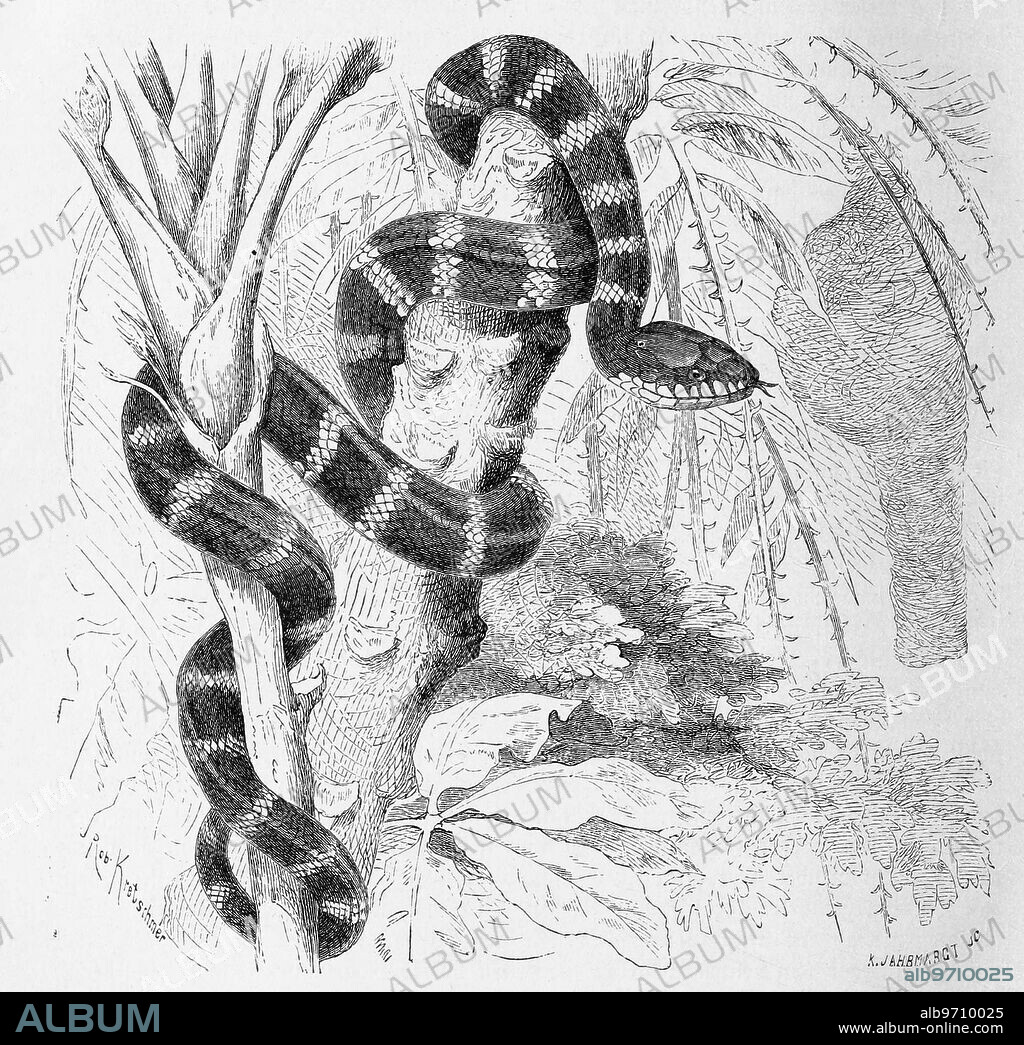 Reptiles, Mangrove Tree Snake or the Ularburong, Boiga dendrophila is a species of snake in the snake family, Historical, digitally restored reproduction from an original from the 19th century.